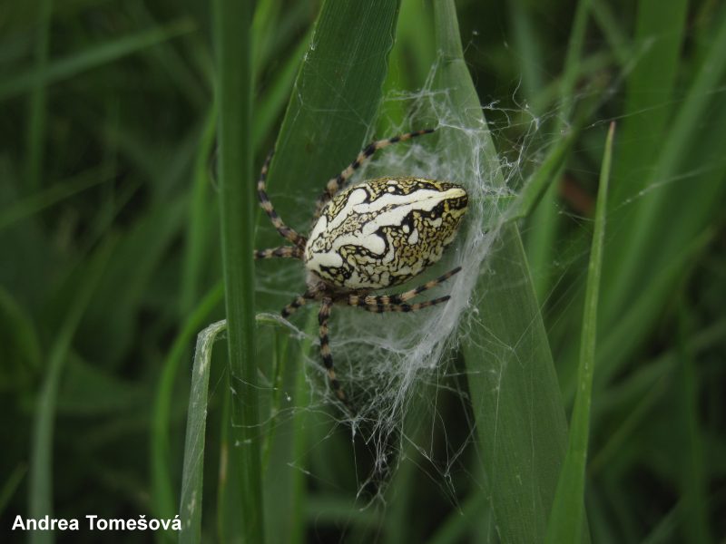  © Milan Řezáč