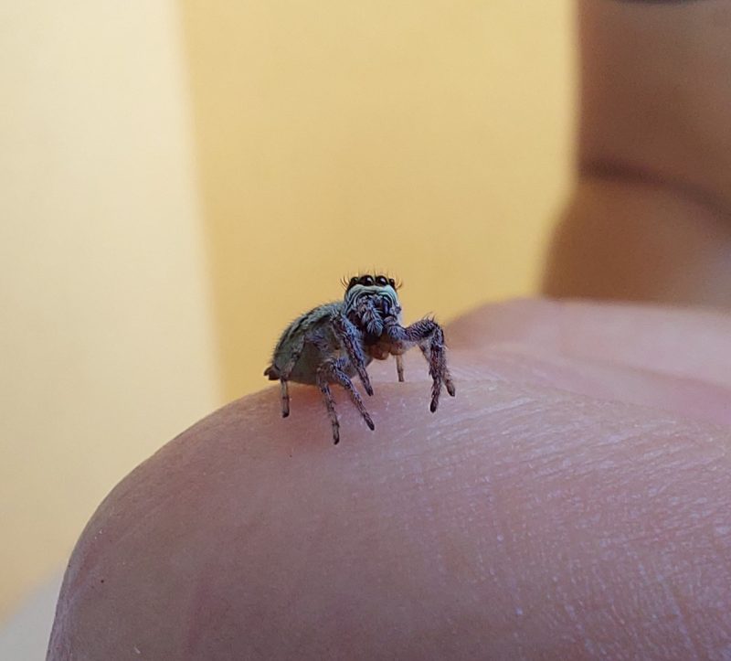 Macaroeris nidicolens © Petr Jelen