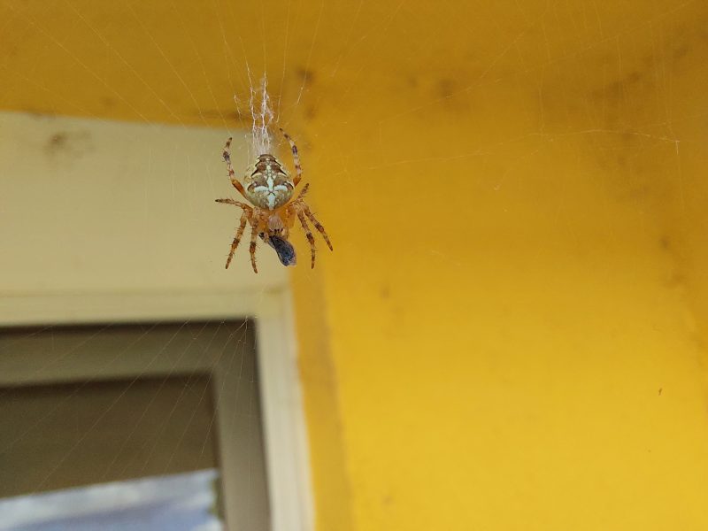 Araneus diadematus © Petr Jelen