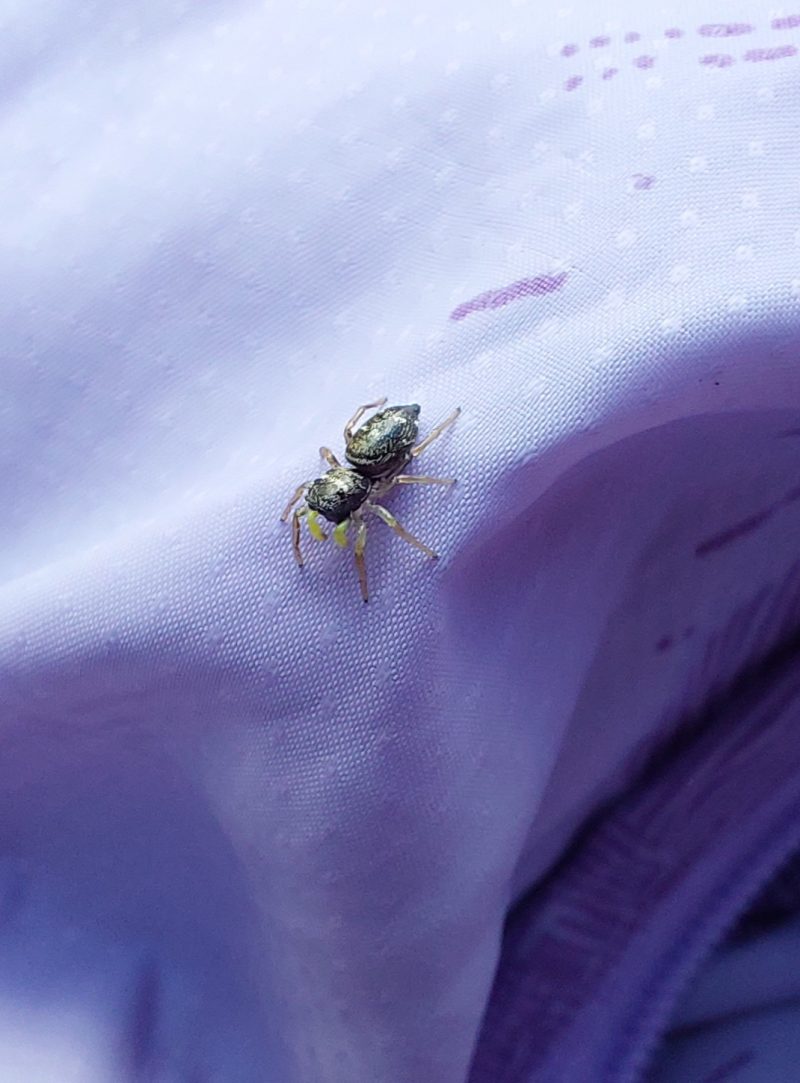 Heliophanus cupreus © Petr Jelen