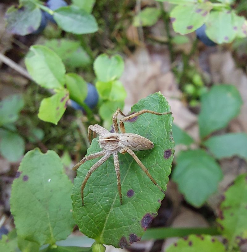 Pisaura mirabilis © Petr Jelen