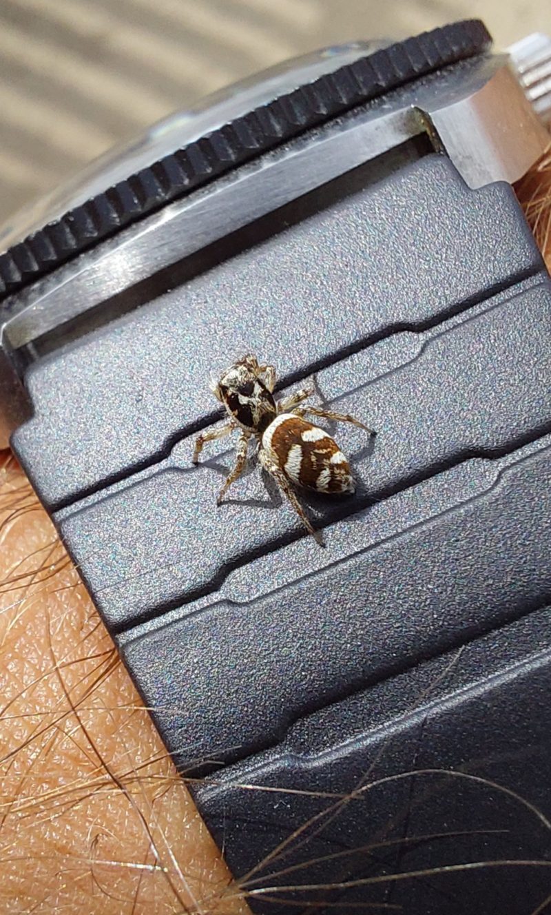 Salticus scenicus © Petr Jelen