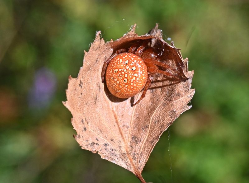  © Kryštof Rückl