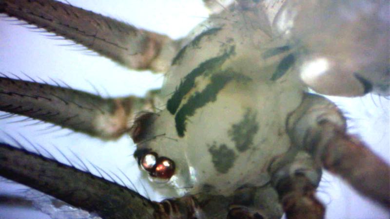  &copy; Ferdinand Schenk