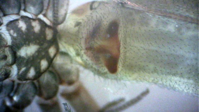  &copy; Ferdinand Schenk