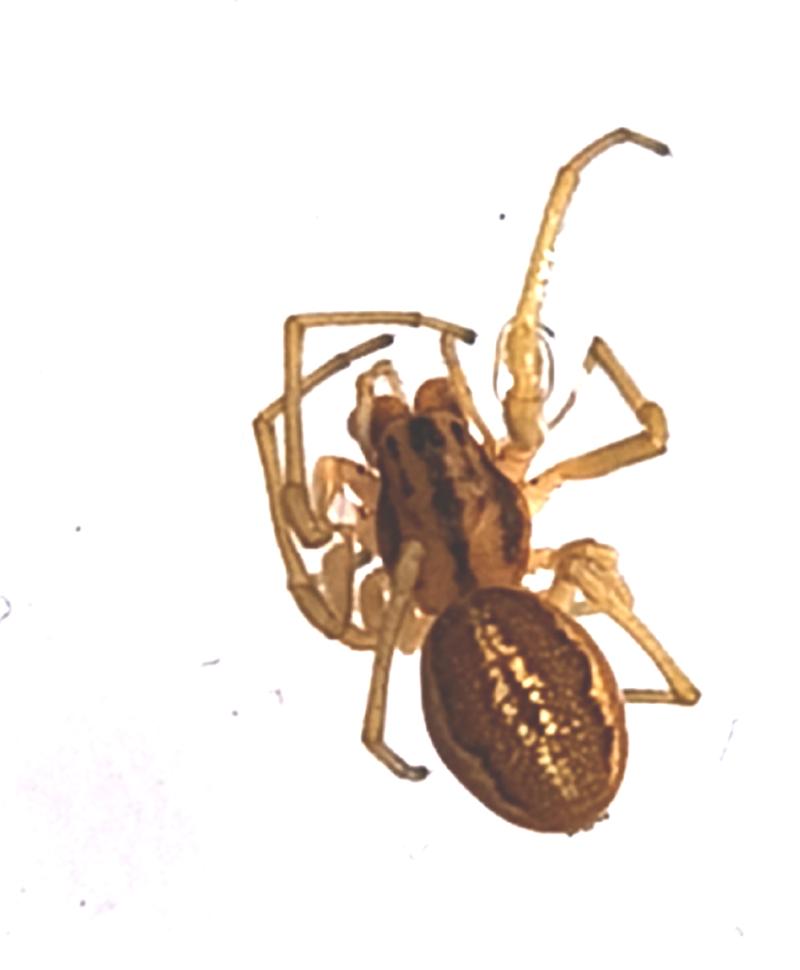  &copy; Ferdinand Schenk