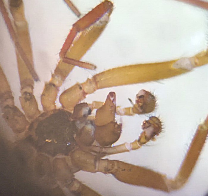  &copy; Ferdinand Schenk