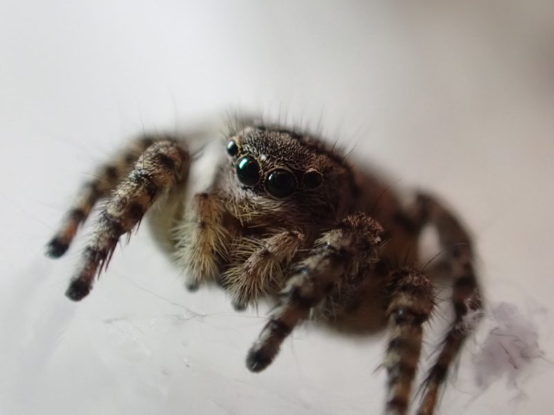  &copy; Eliáš Blažíček