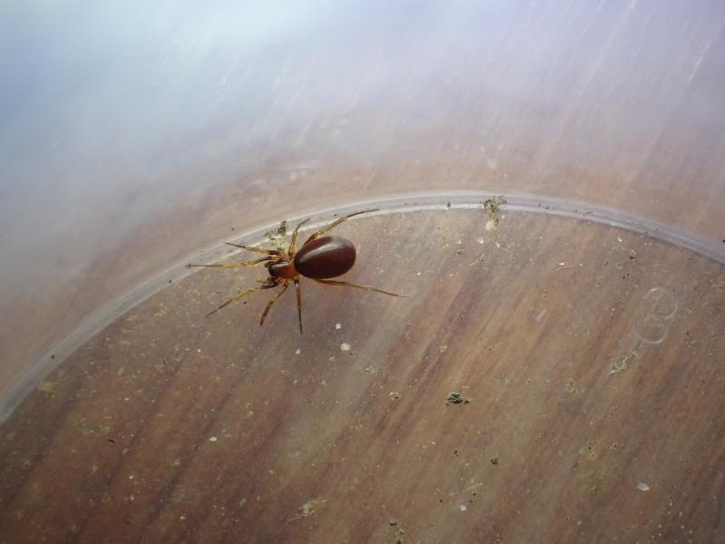  &copy; Eliáš Blažíček