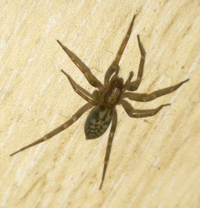  &copy; Ferdinand Schenk