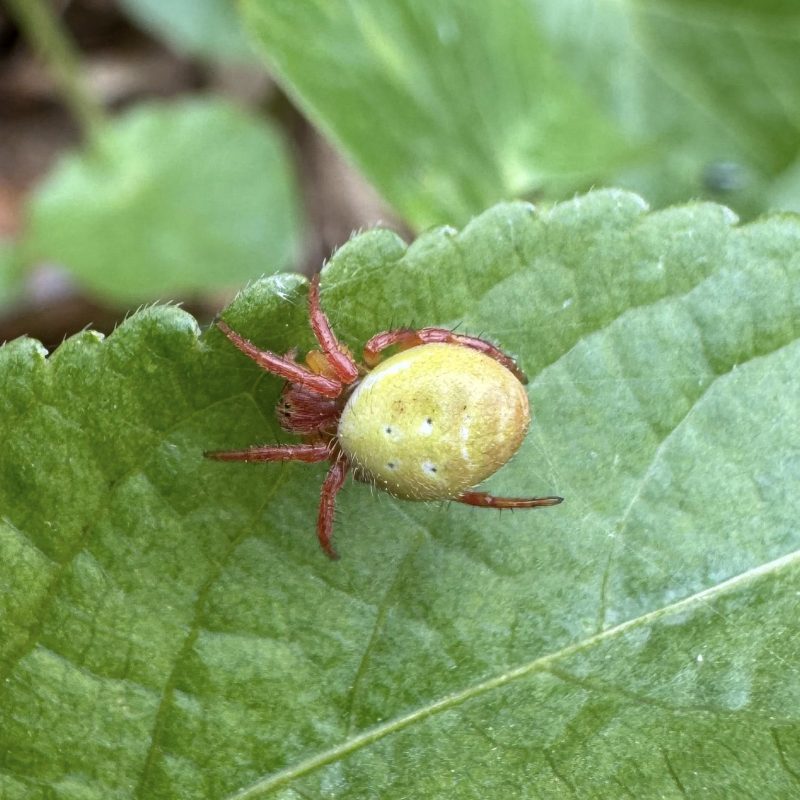  &copy; Kryštof Rückl