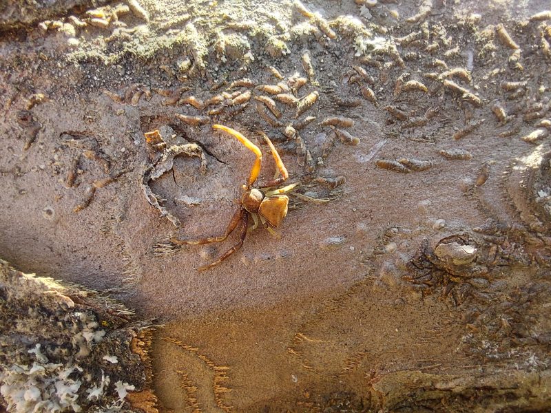 Běžník lichoběžníkovitý &copy; Petr Jelen